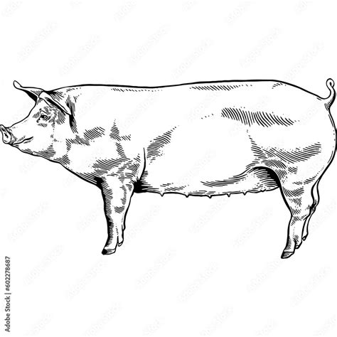 Hand drawn Pig Side View Sketch Illustration Stock Vector | Adobe Stock