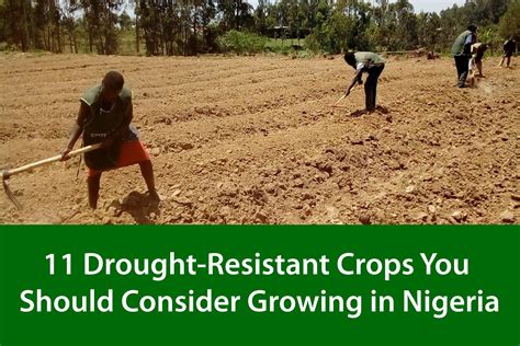 11 Drought-Resistant Crops You Should Consider Growing In Nigeria 2023 | Farmsquare