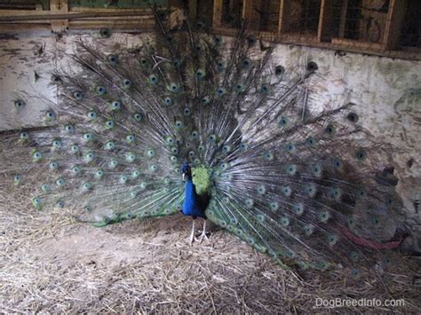 List of Peafowl Breeds