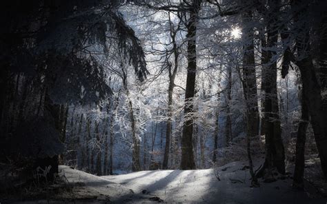 Dark Snowy Forest Wallpapers - Top Free Dark Snowy Forest Backgrounds - WallpaperAccess