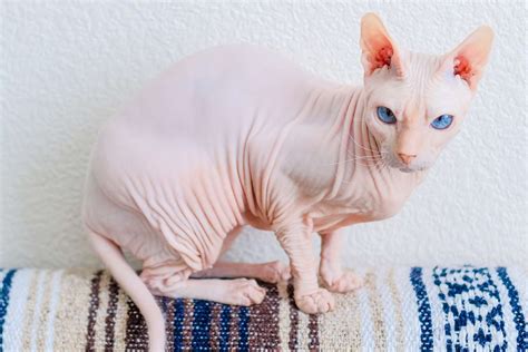 10 Best Hairless Cat Breeds for a Unique Pet Pal