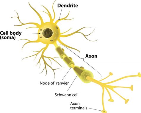 Neurons: What are they and how do they work?