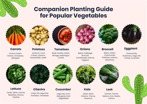 Broccoli Companion Planting Chart in PDF, Illustrator - Download | Template.net