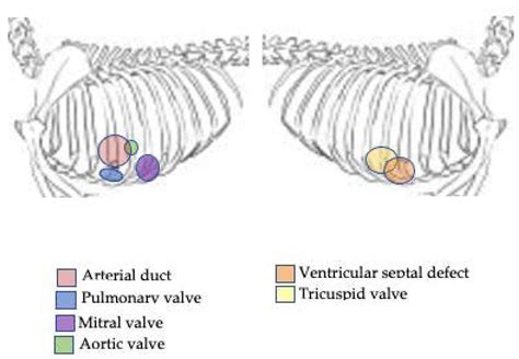 Is A Grade 3 Heart Murmur In Dogs Serious