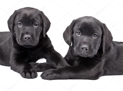 Two black labrador puppies — Stock Photo © pumba1 #2678482