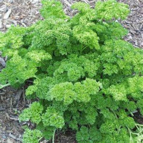 Triple Curly Parsley Plant | Plant Addicts