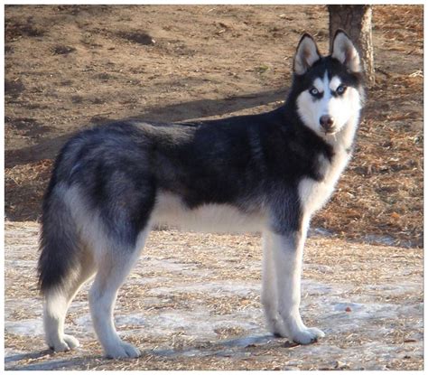 Black and white male Siberian husky | Siberian husky, Siberian husky dog, Husky dogs