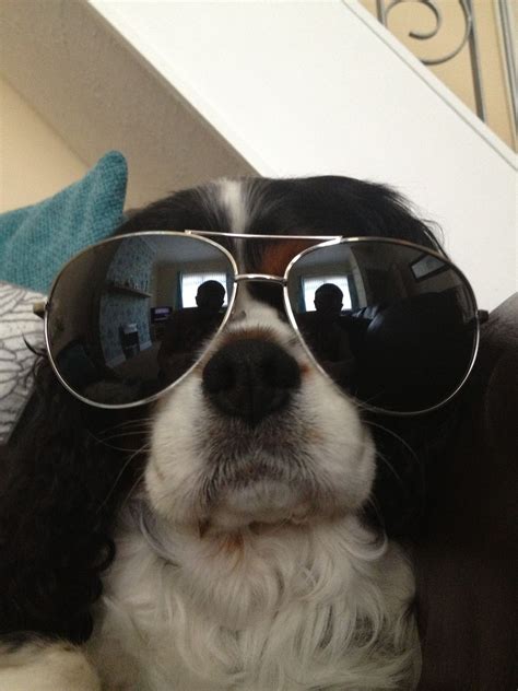 Cool dog! #sunglasses | Dog with glasses, Happy animals, Sun dogs