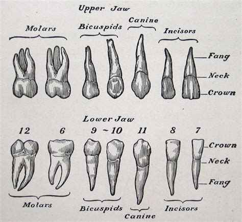 Human Teeth Anatomy