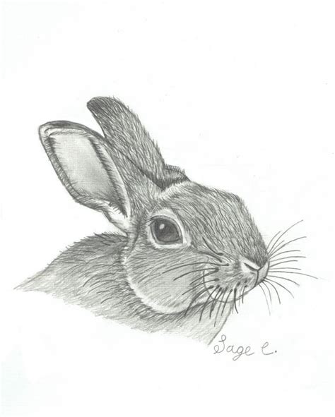 Bunny/Rabbit Realistic Drawing - Sage C. - Drawings & Illustration, Animals, Birds, & Fish ...