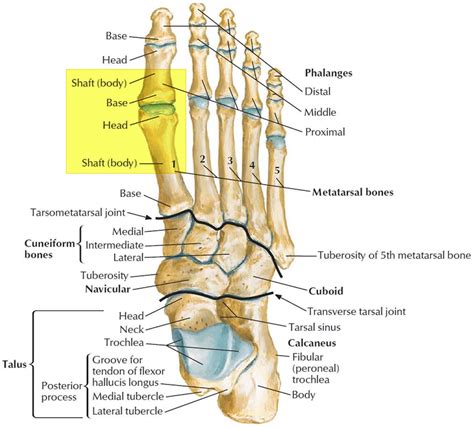 Toe Bones Diagram