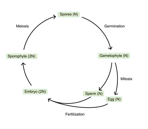 Complete the diagram of the plant life cycle by writing the | Quizlet