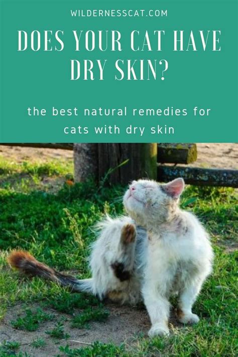 miliary dermatitis cats home remedies - Jesica Folsom