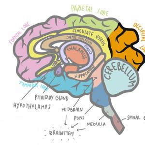 Parietal Lobe Stroke: Understanding the Side Effects & Recovery Journey