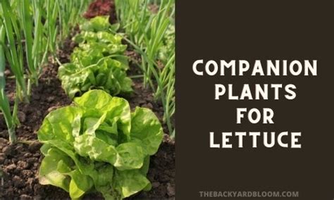 Companion Plants for Lettuce - The Backyard Bloom