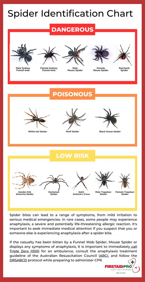 Spider Bite Chart