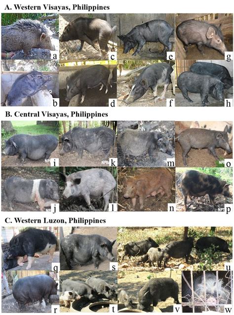 | Photographs of Philippine pigs across the Philippine islands and... | Download Scientific Diagram