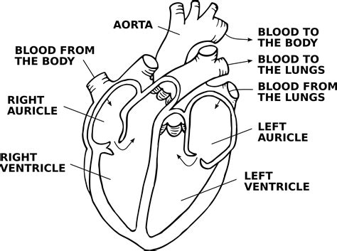 Download How To Make Heart Diagram Simple PNG | diagram templates