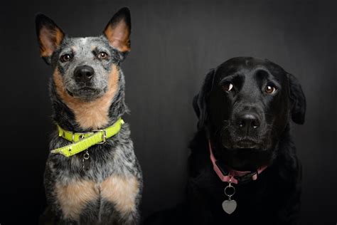 Blue Heeler Lab Mix: Breed Origin, Traits & Diet Guidelines