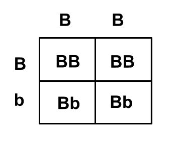 Heterozygous Punnett Square