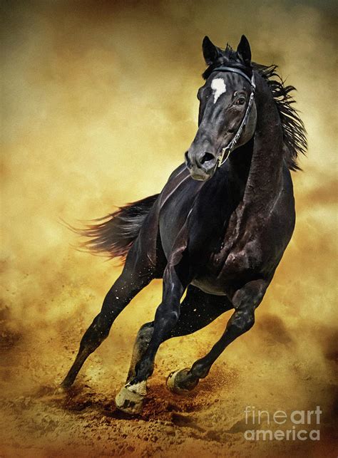 Black Horse Running Wild Photograph by Dimitar Hristov - Pixels