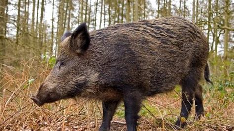 Tusk: Hunting for Irelands Wild Boar | RTÉ Radio 1 Extra | RTÉ Presspack