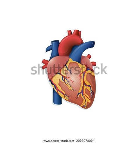 Vector Illustration Realistic Human Heart Anatomy Stock Vector (Royalty Free) 2097078094 ...