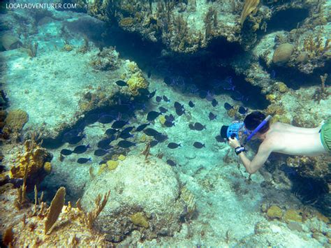 Turks and Caicos Snorkeling Safari - Local Adventurer