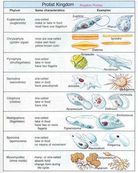 Characteristics Of Fungi Like Protists