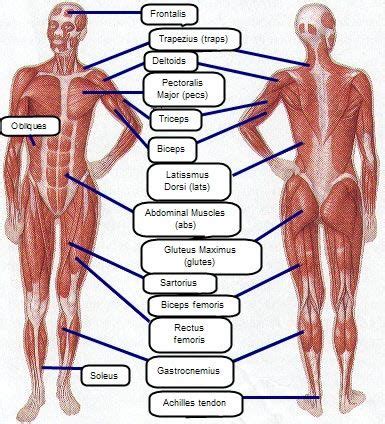 Core Muscles Diagram - Blogger Lagi