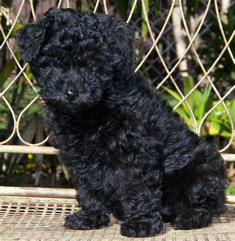 Black Poodle photo and wallpaper. Beautiful Black Poodle pictures