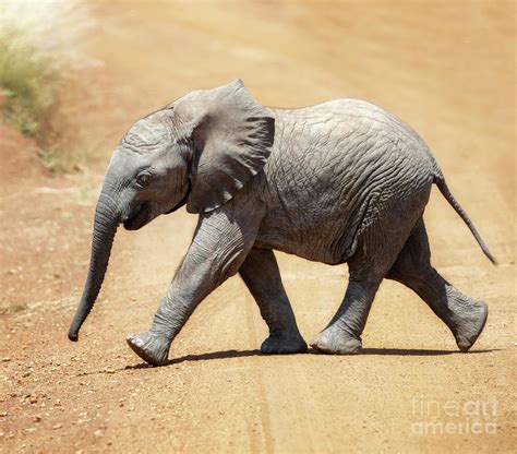 Baby African Bush Elephant