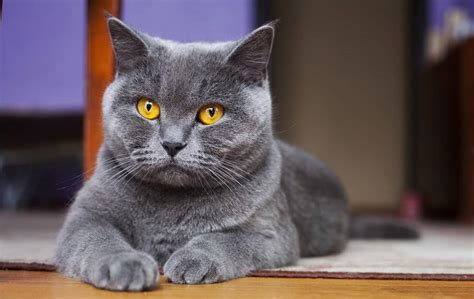 British Shorthair Cat Breed - Facts and Personality Traits - Siamese Of Day