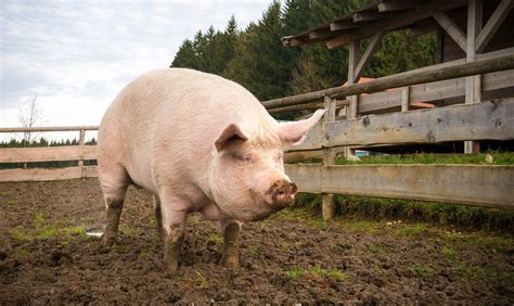 US researchers are developing pig-human hybrids for organ research - Redorbit