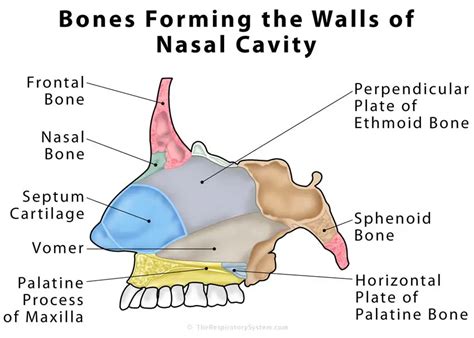 Walls and Boundaries of the Nasal Cavity