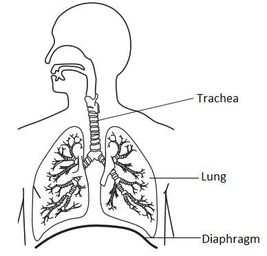 Human Respiratory System Diagram