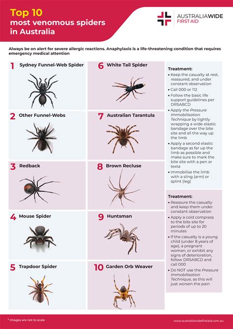 Spider Bite Chart