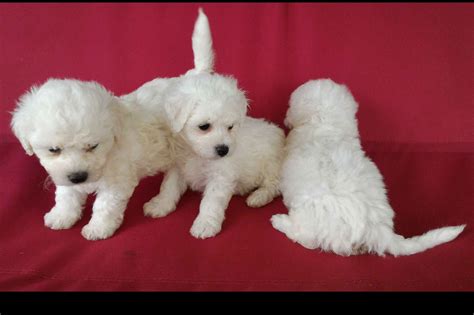 Bichon Frise Puppies - Bichon Frise Puppies For Sale - Born on 02/09/2020