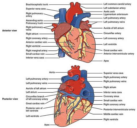 Anatomy of the Human Heart - Physiopedia