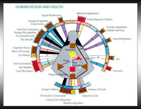 Human design chart explained - rewasup