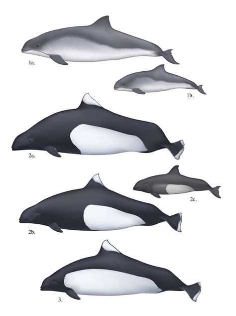 2 Phenotypic variation of harbour and Dall's porpoise. 1a-mature... | Download Scientific Diagram