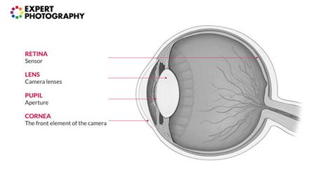 Camera vs Human Eye (What is the Human Eye Dynamic Range?)