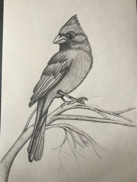 My Cardinal | Bird pencil drawing, Pencil drawings of animals, Bird drawings