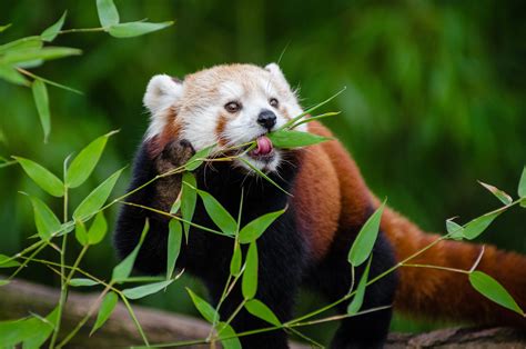 Red Panda eating bamboo leaves HD wallpaper | Wallpaper Flare