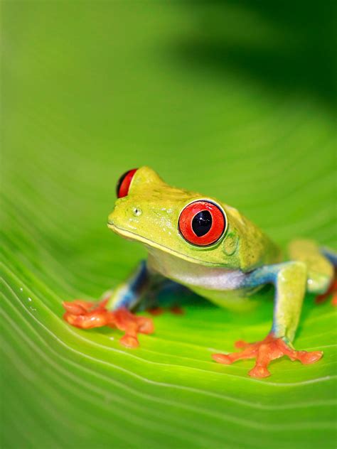 Red Eyed Tree Frog Predators