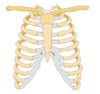 Costochondral Separation | Treatment & Recovery Time | - Lesson | Study.com