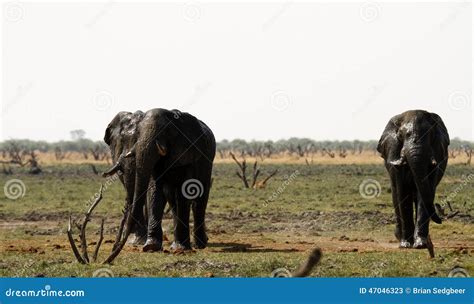 African Elephant Herd stock image. Image of living, close - 47046323