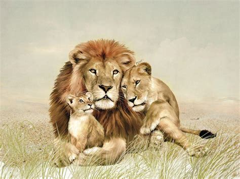 Lion Family Wallpapers - Top Free Lion Family Backgrounds - WallpaperAccess