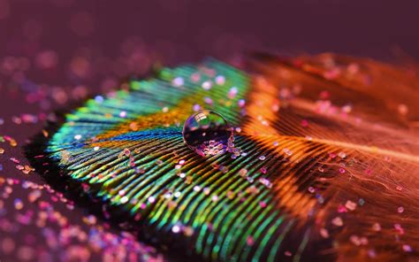 Wallpapers Of Peacock Feathers HD 2016 - Wallpaper Cave