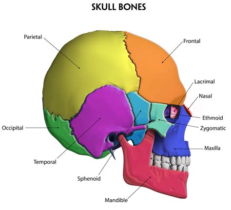 Pic Skull And Bones | Webphotos.org